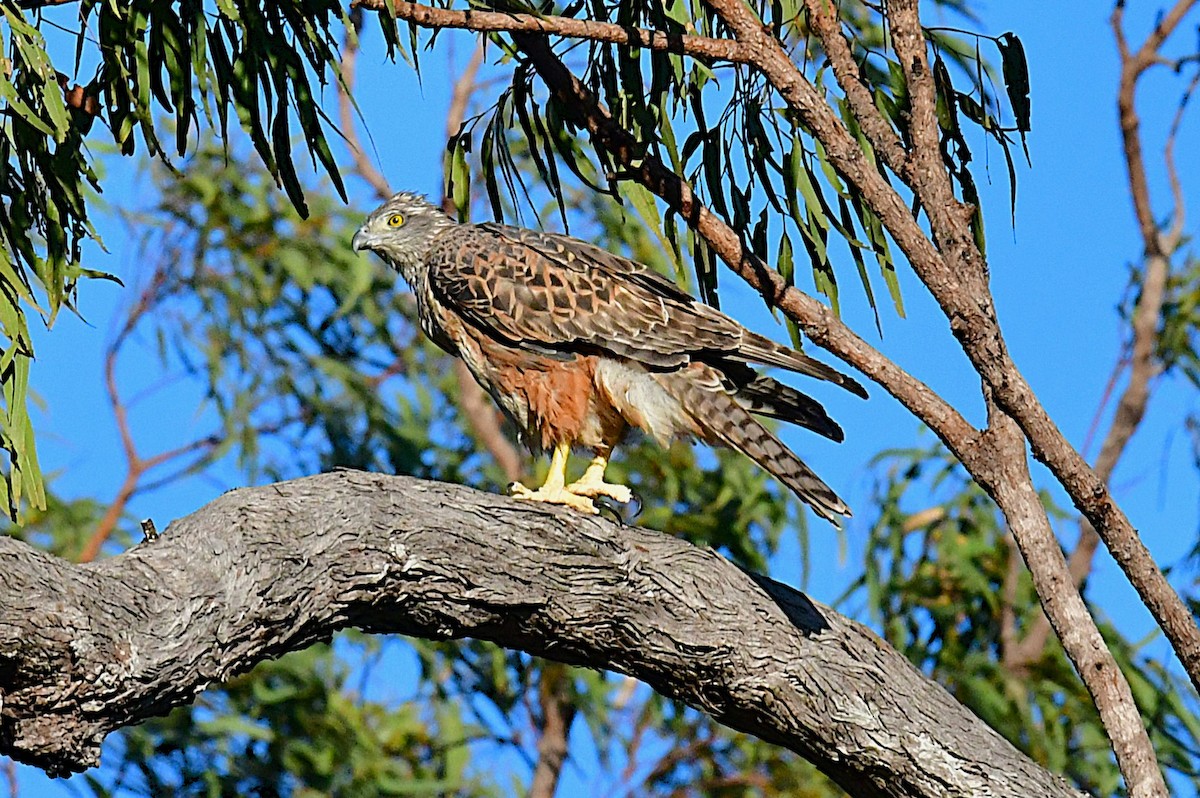 Red Goshawk - ML640508355