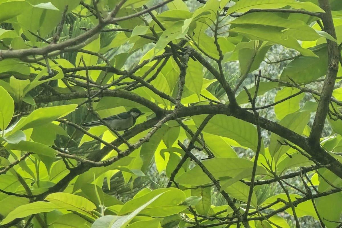 Asian Tit (commixtus) - ML640508363