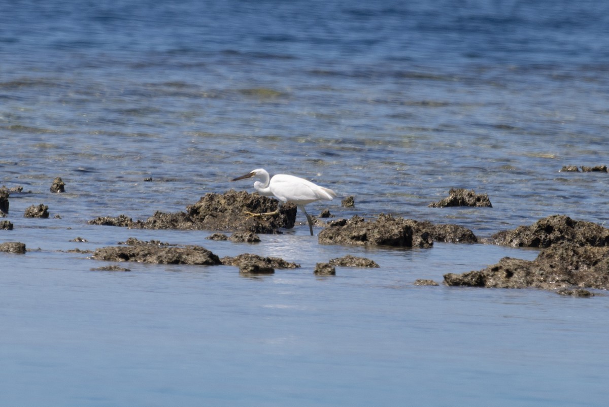 Great Egret (modesta) - ML640508383