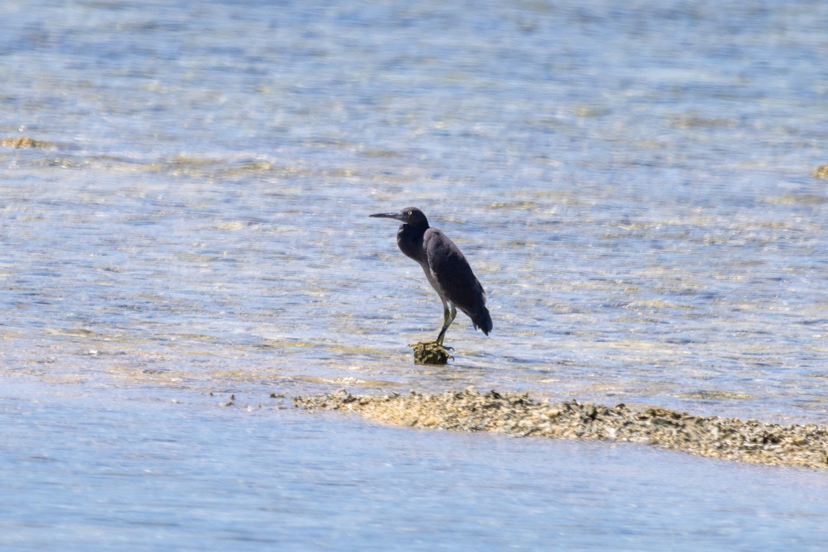 Pacific Reef-Heron - ML640508384