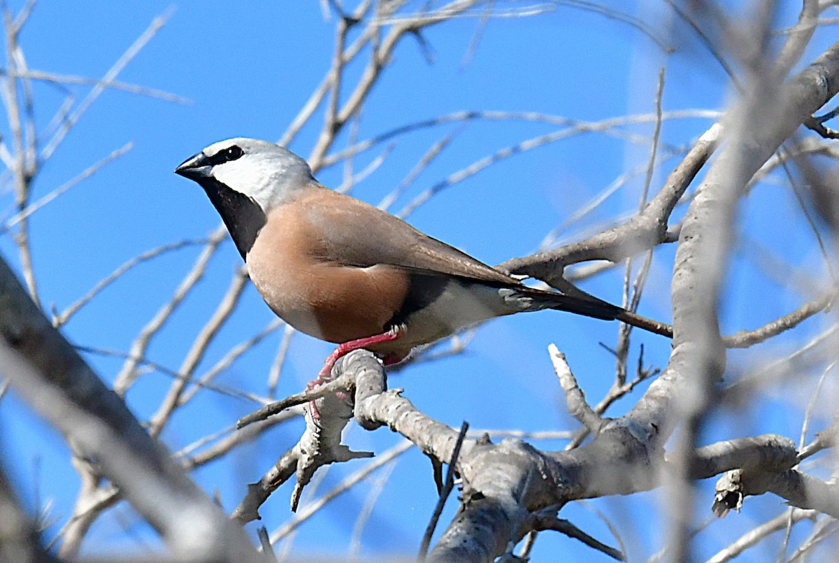 Black-throated Finch - ML640508391