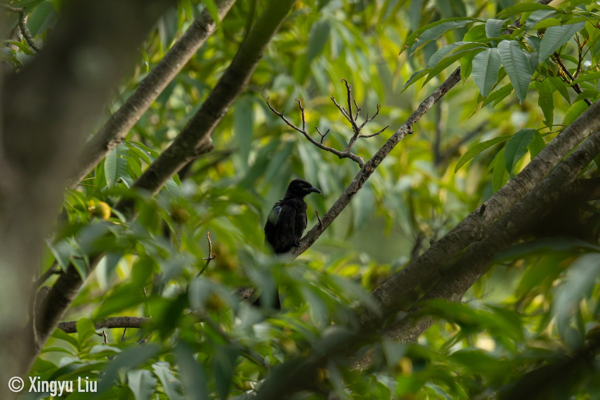 Hair-crested Drongo (Hair-crested) - ML640508394