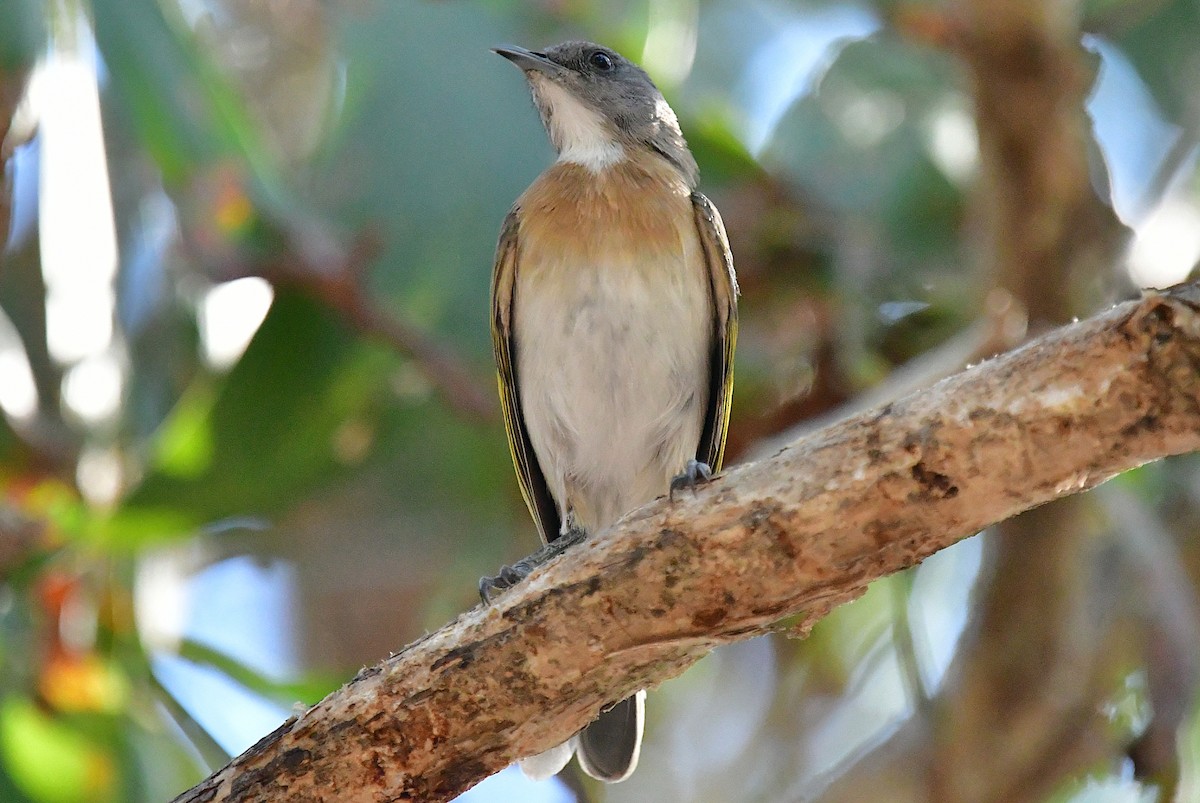 Rufous-banded Honeyeater - ML640508424