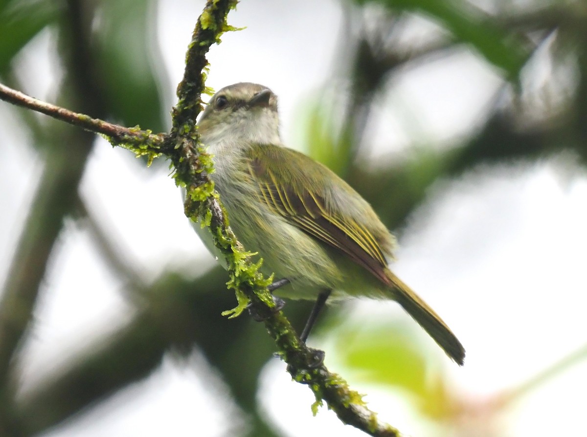 Mistletoe Tyrannulet - ML640508469