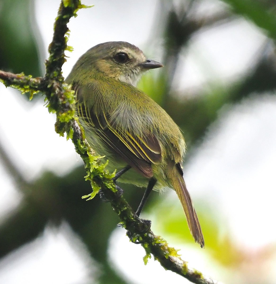 Mistletoe Tyrannulet - ML640508513