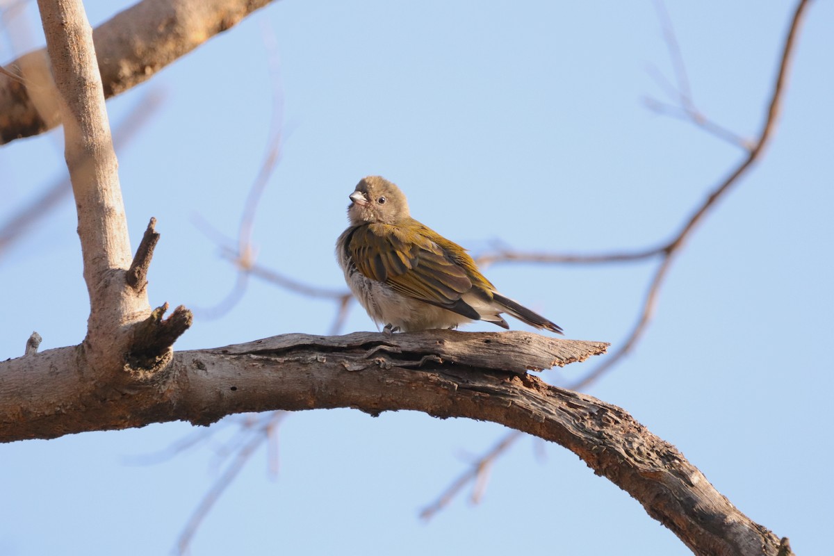 Lesser Honeyguide - ML640508535