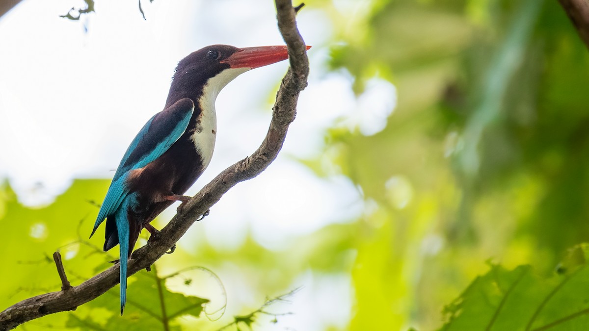 アオショウビン - ML640508547