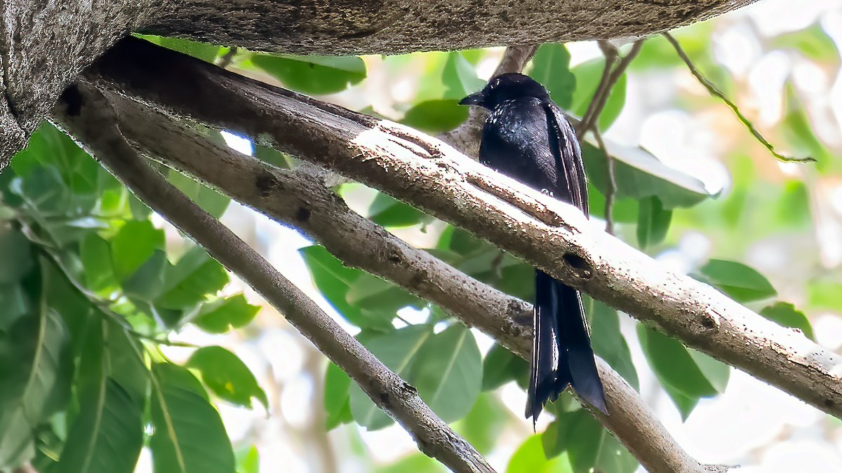 アンダマンオウチュウ - ML640508554