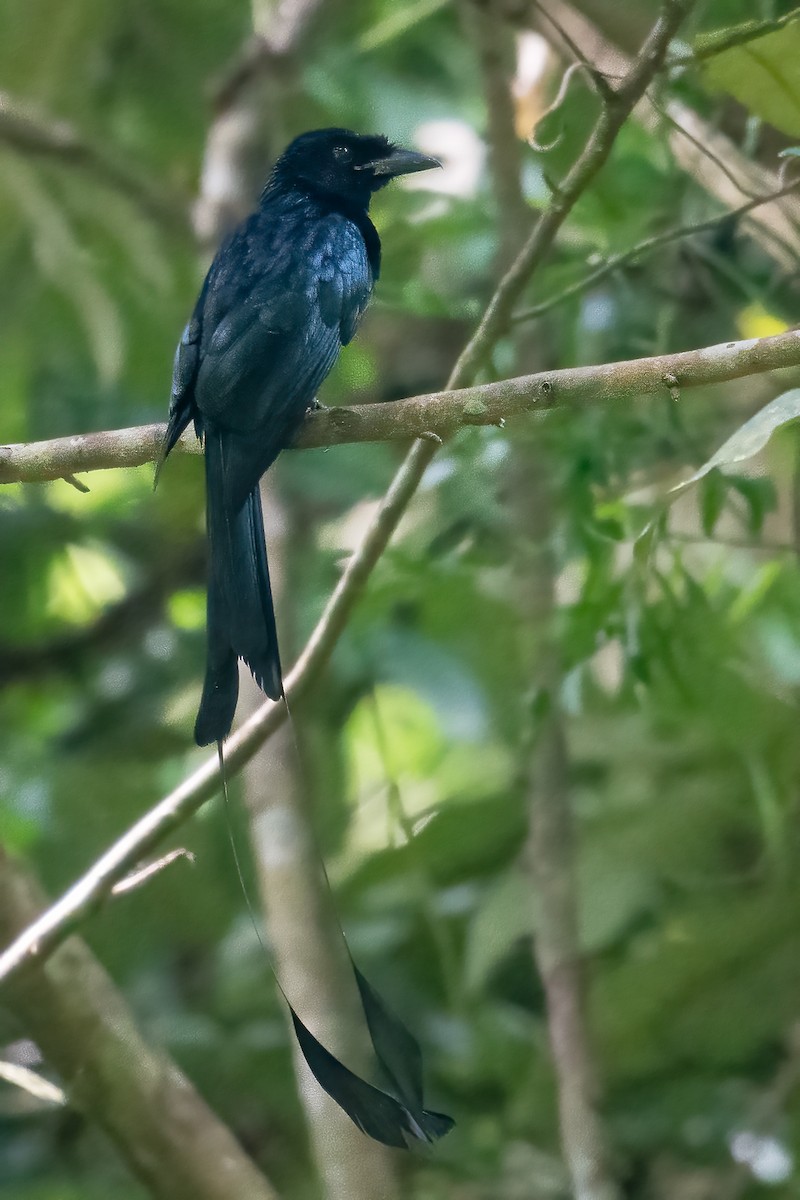 カザリオウチュウ - ML640508561