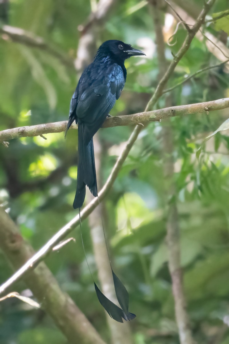 カザリオウチュウ - ML640508564