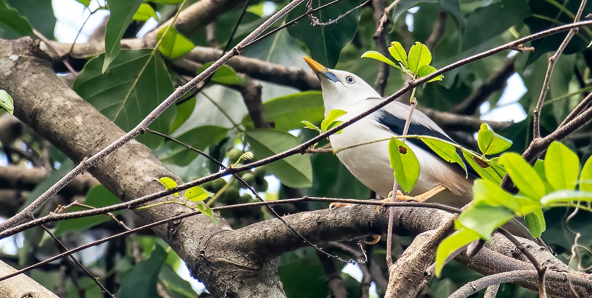 アンダマンムクドリ - ML640508569