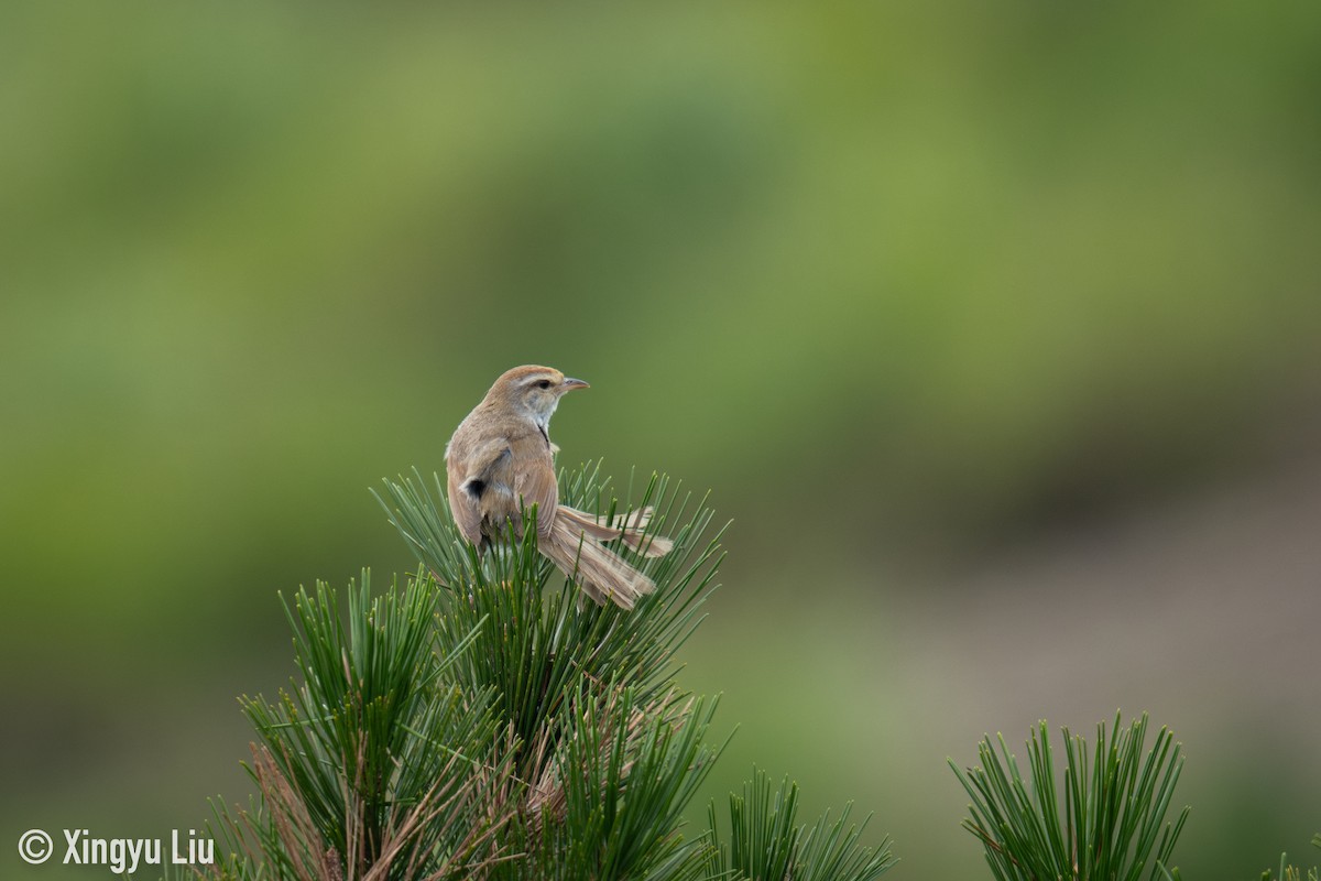Manchurian Bush Warbler - ML640508576