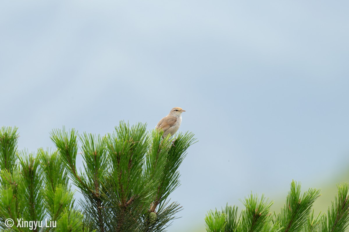 Manchurian Bush Warbler - ML640508577