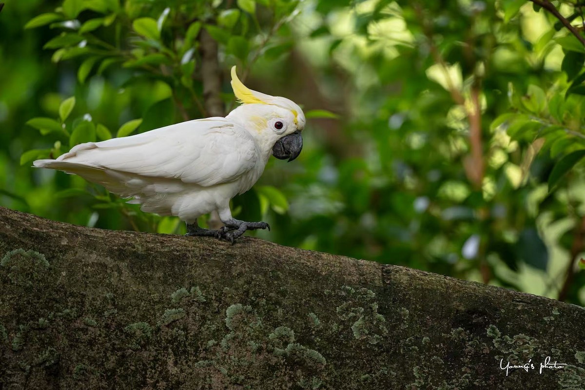 Yellow-crested Cockatoo - ML640508586