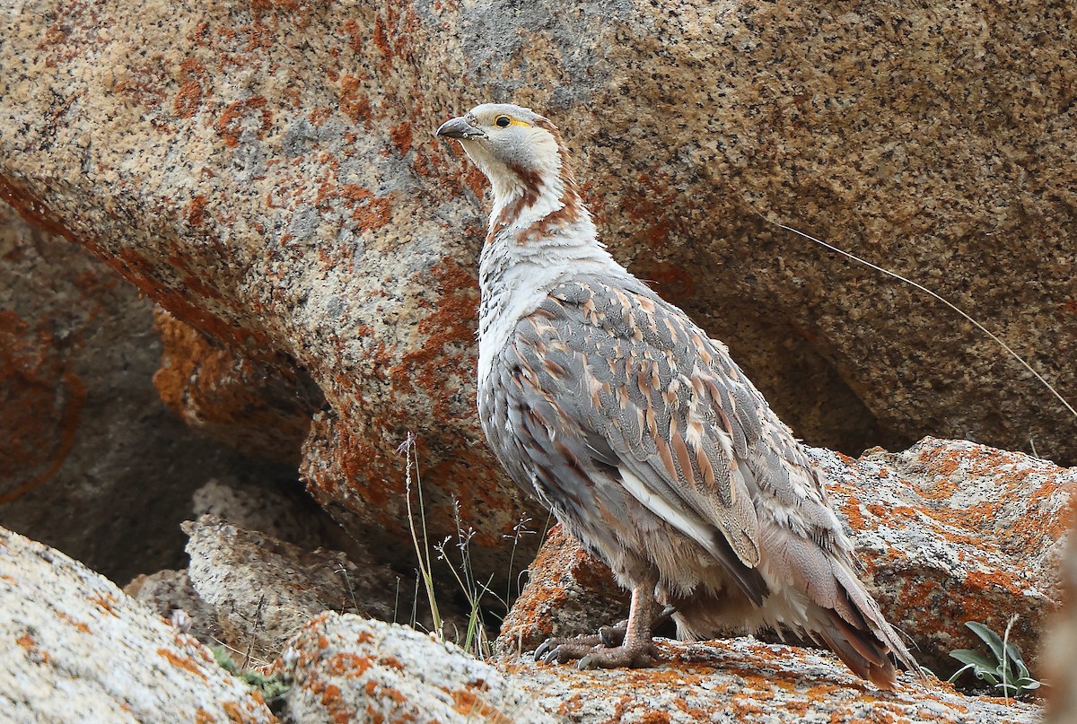 Himalaya Urkekliği - ML640508661