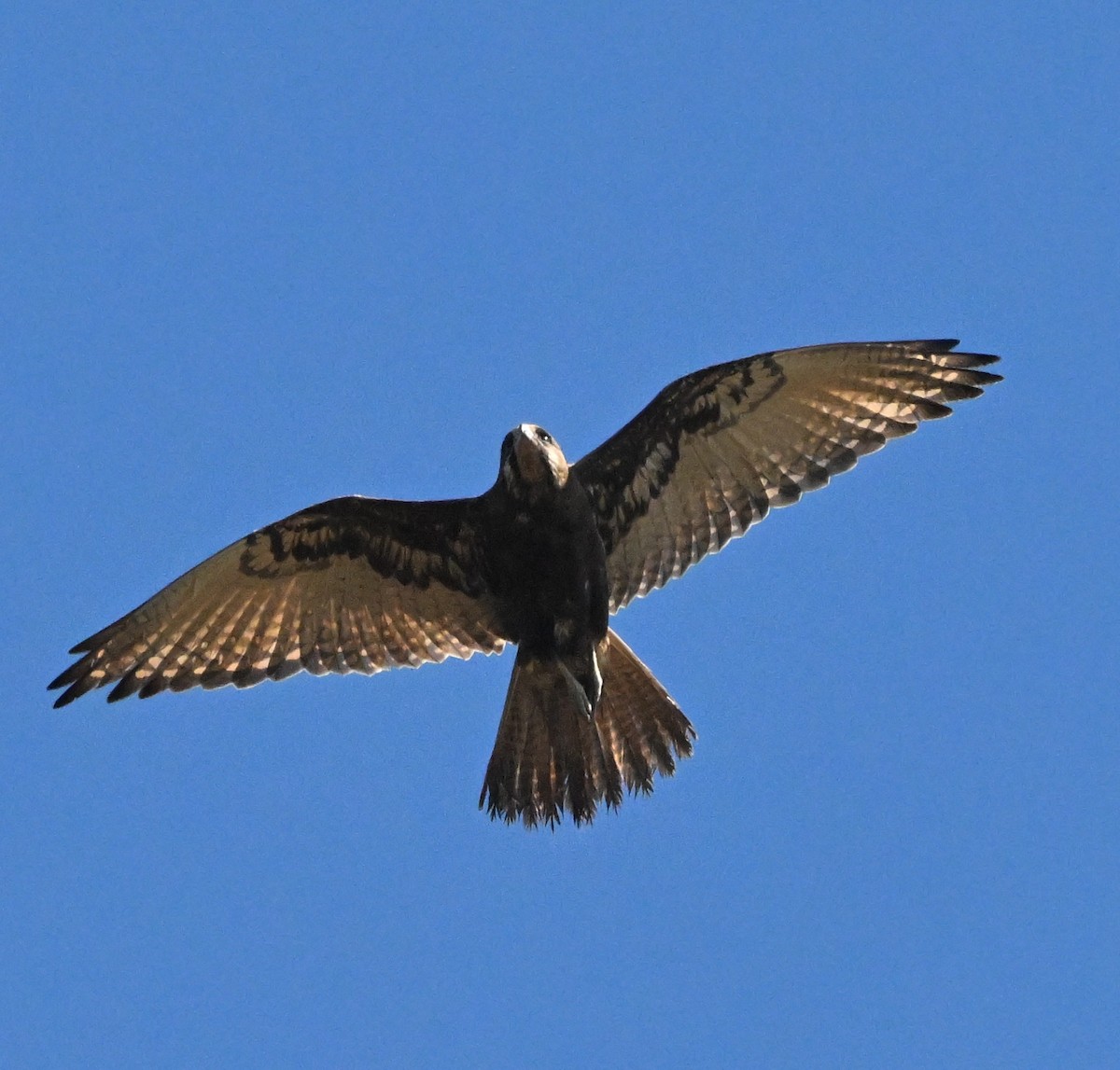 Brown Falcon - ML640508688