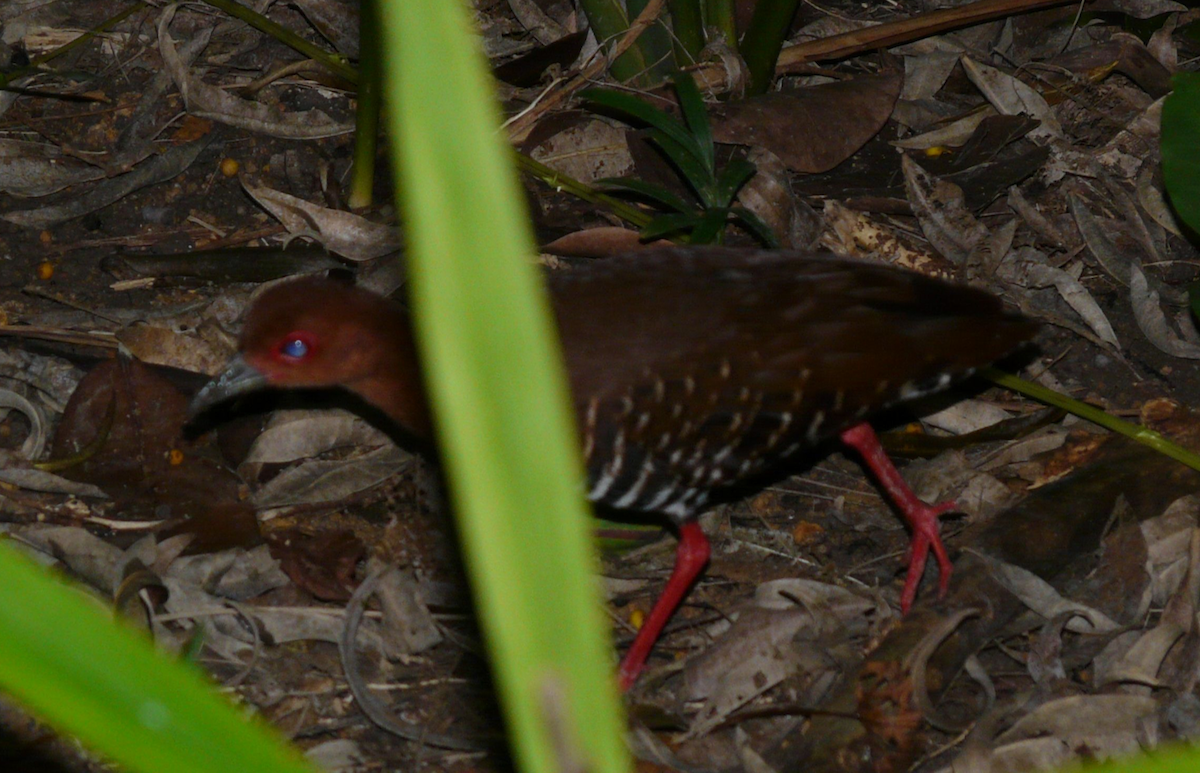 Red-legged Crake - ML640508690