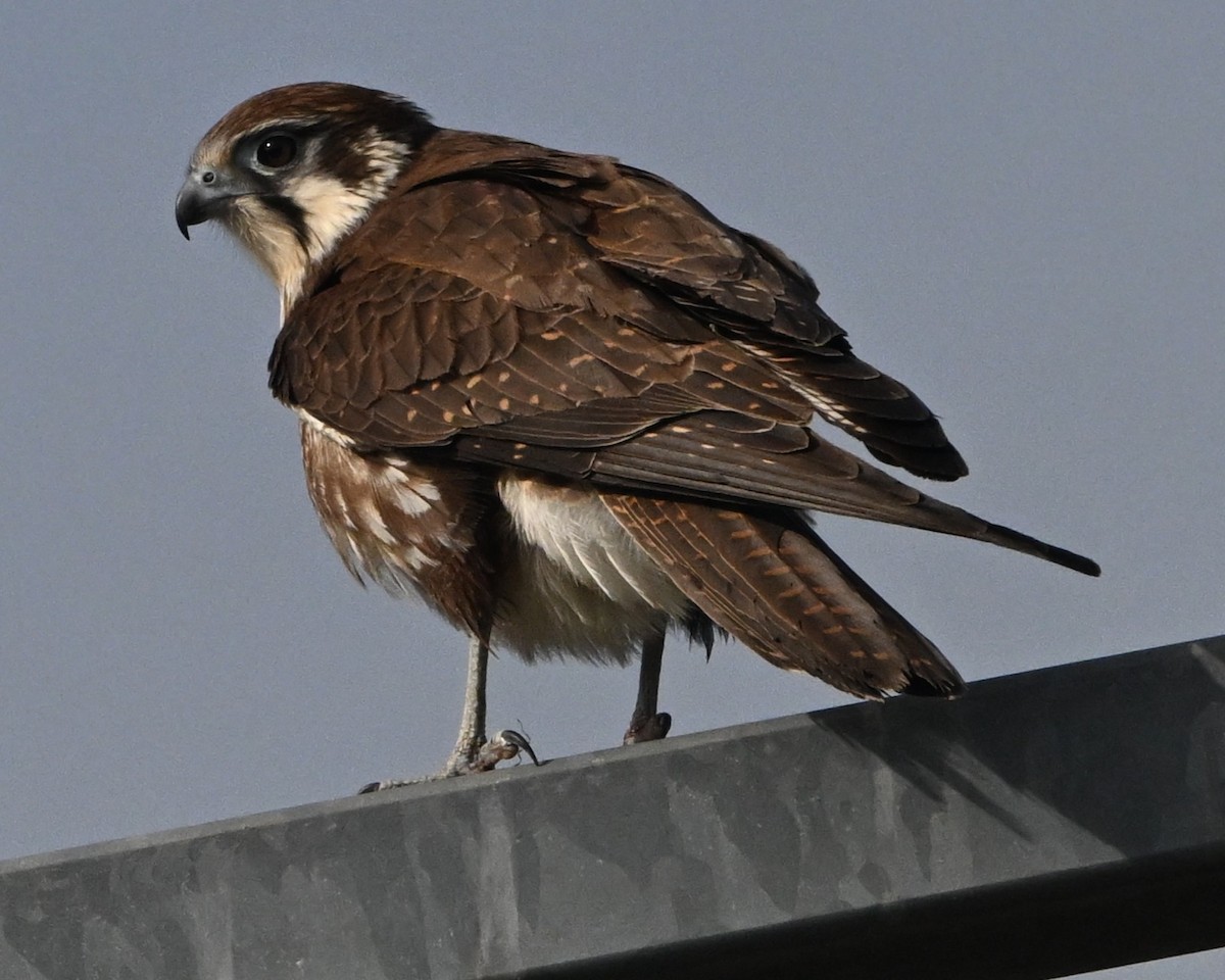 Brown Falcon - ML640508693