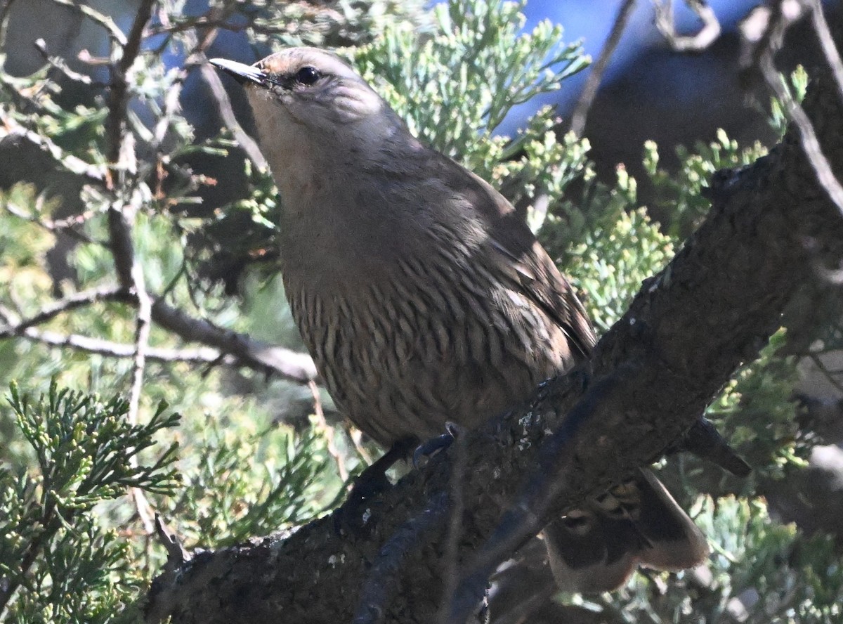 Brown Treecreeper - ML640508695