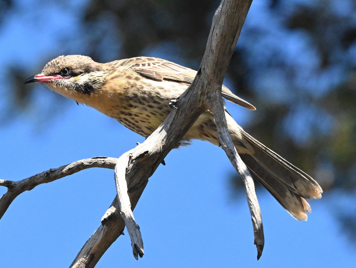 Spiny-cheeked Honeyeater - ML640508699