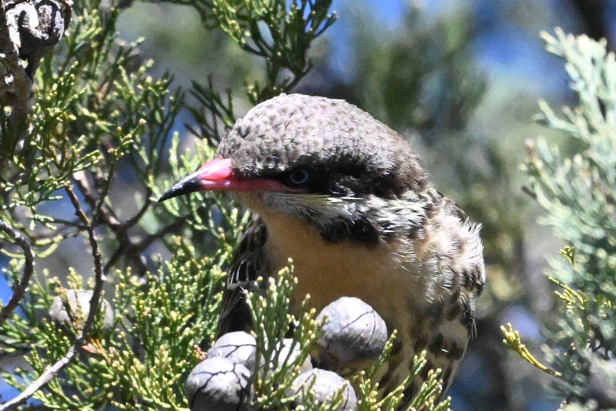 Spiny-cheeked Honeyeater - ML640508704