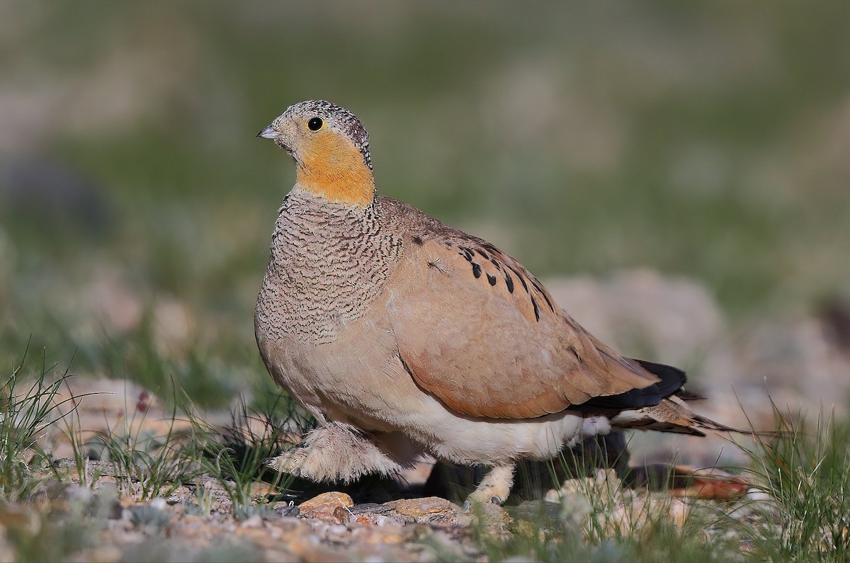 tibetsteppehøne - ML640508715