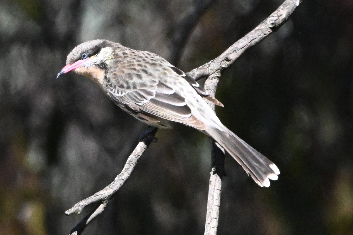 Spiny-cheeked Honeyeater - ML640508721