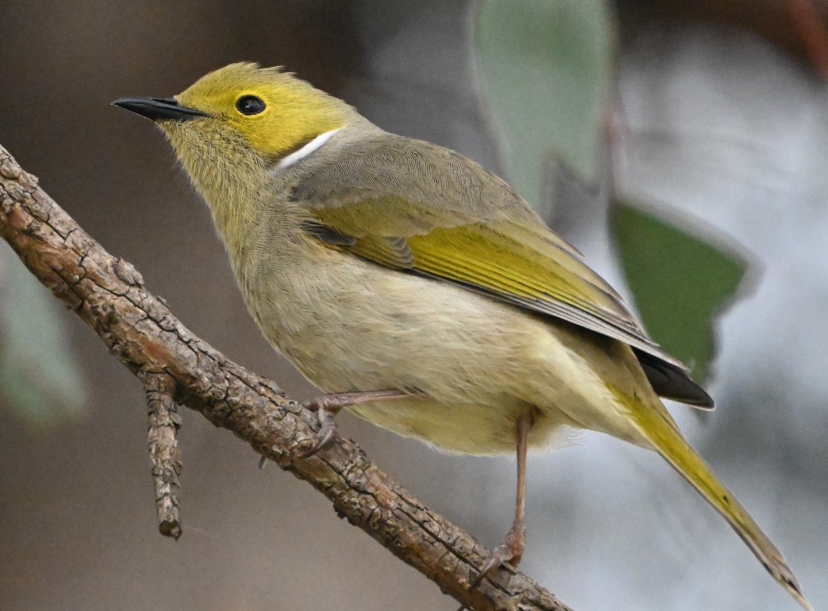 White-plumed Honeyeater - ML640508737