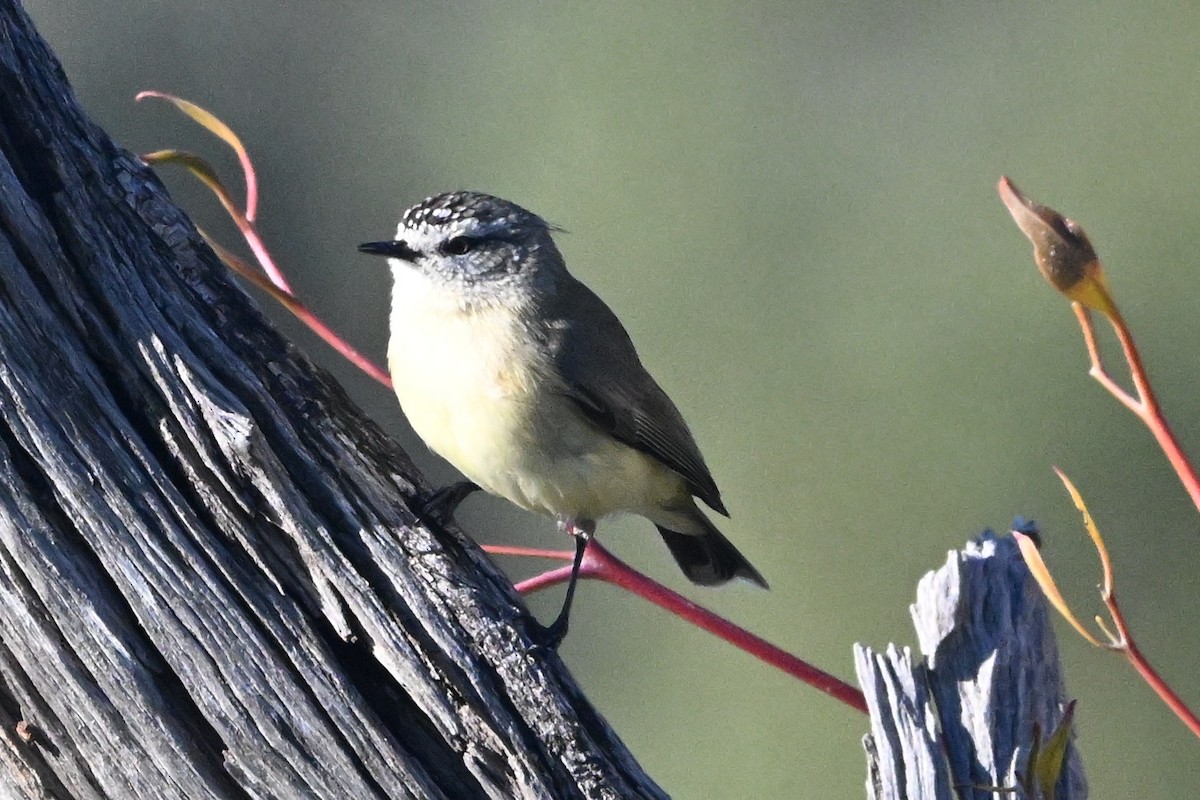 Yellow-rumped Thornbill - ML640508747