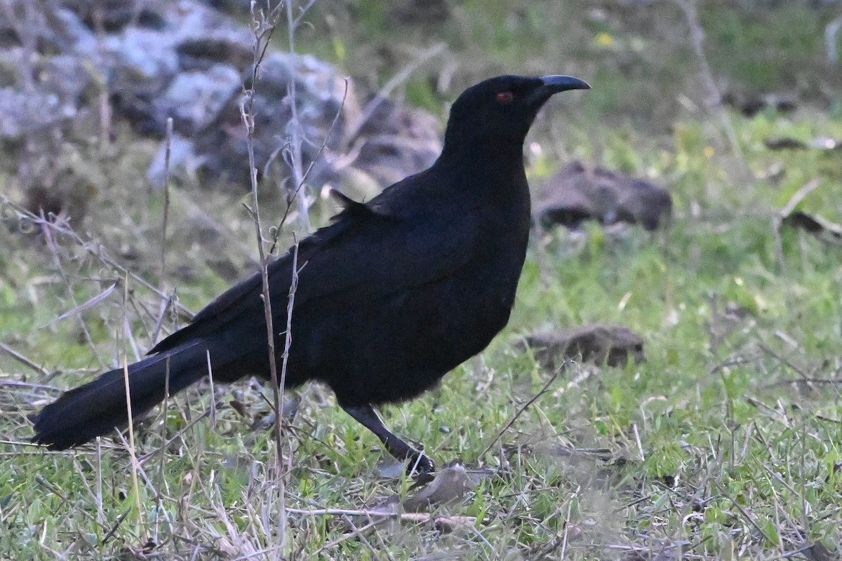 White-winged Chough - ML640508758