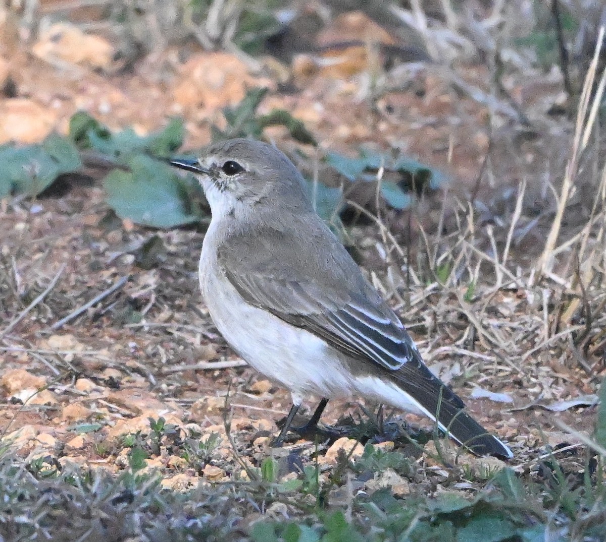 Jacky-winter - ML640508760