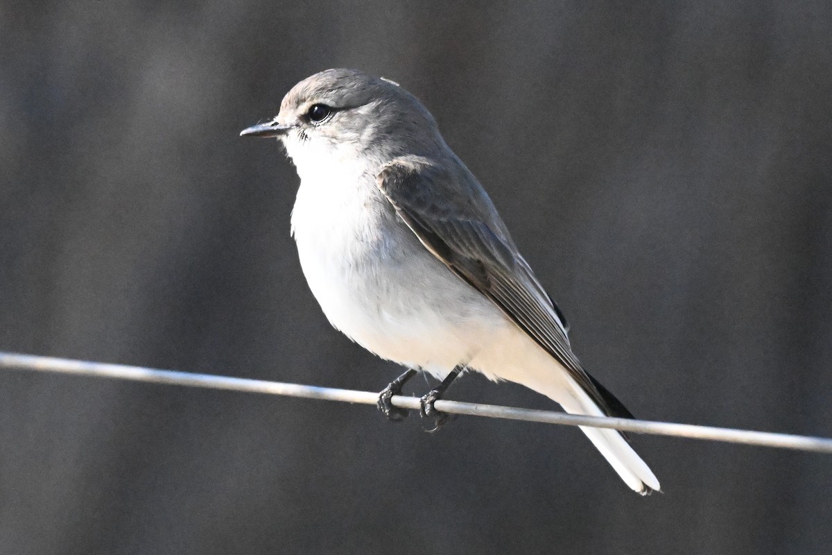 Jacky-winter - ML640508761