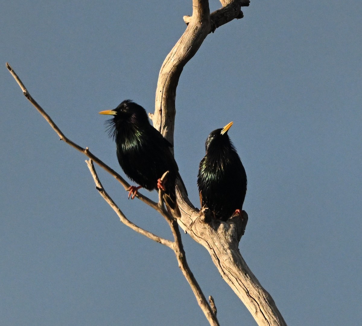 European Starling - ML640508769