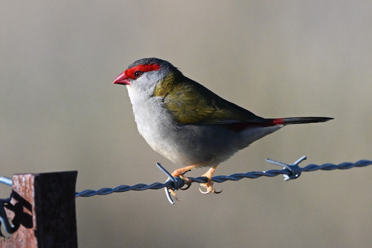 Red-browed Firetail - ML640508771