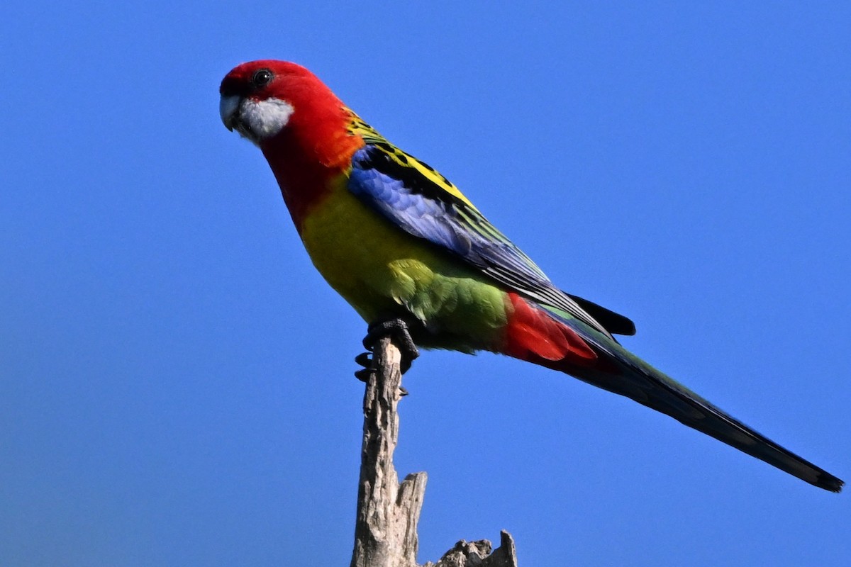 Eastern Rosella - ML640508785
