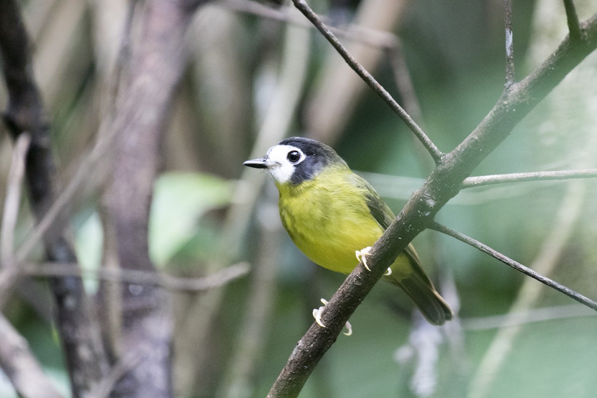 White-faced Robin - ML640508969