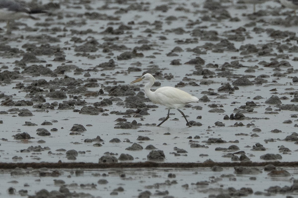 Chinese Egret - ML640509020