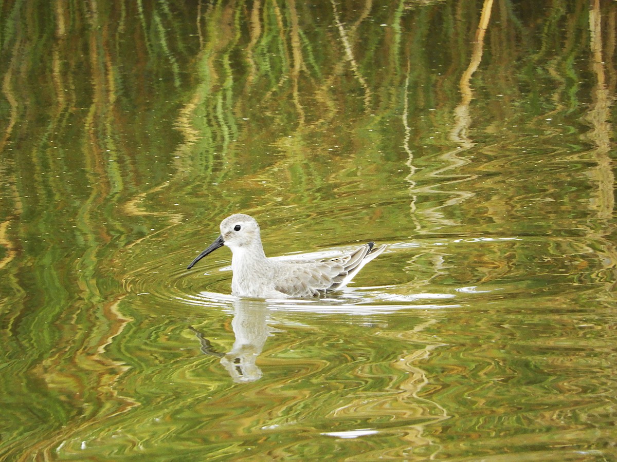 Dunlin - ML640509031