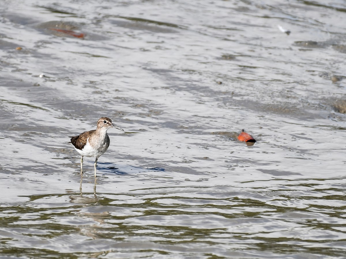 strandsnipe - ML640509083
