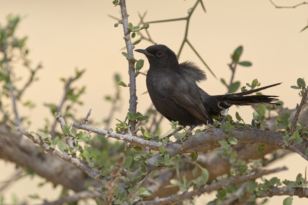 Black Scrub-Robin - ML640509151