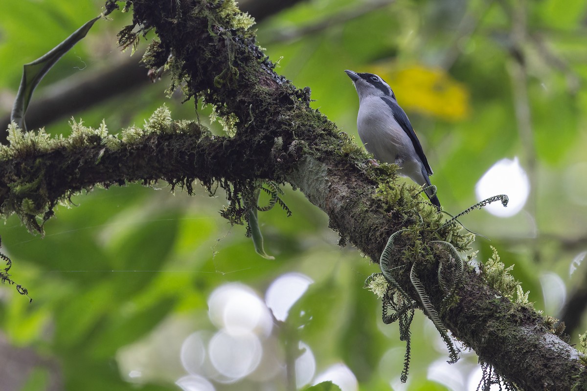 White-browed Shrike-Babbler (Blyth's) - ML640509174
