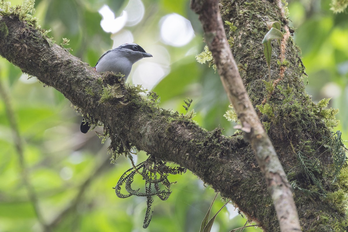 White-browed Shrike-Babbler (Blyth's) - ML640509175