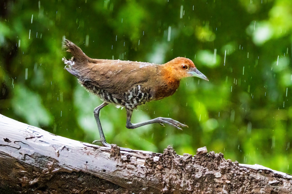 Slaty-legged Crake - ML640509185