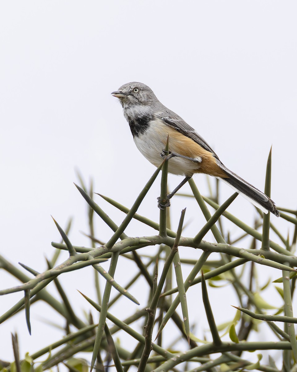 Banded Parisoma - ML640509272