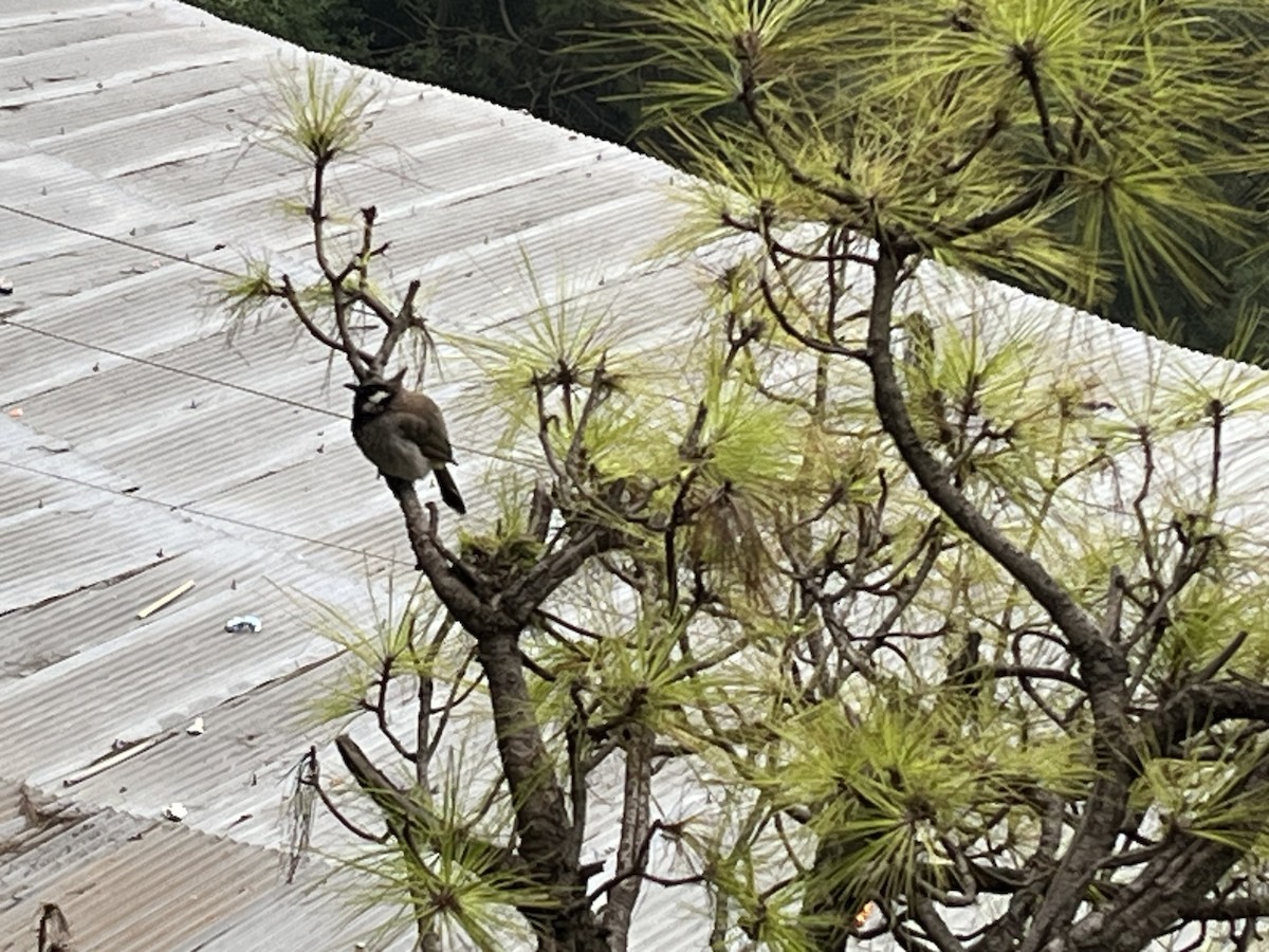 Bulbul Cariblanco - ML640509363
