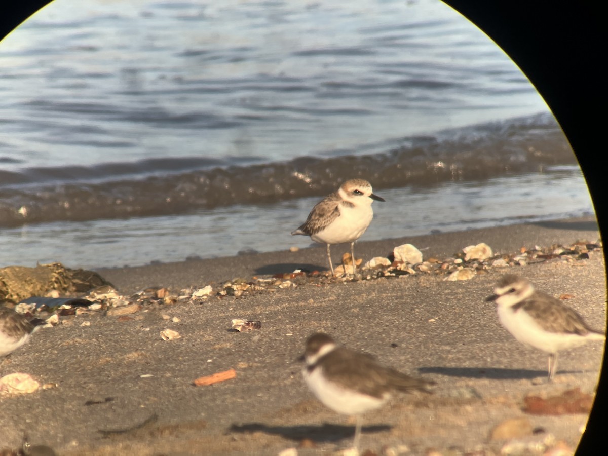 White-faced Plover - ML640509418