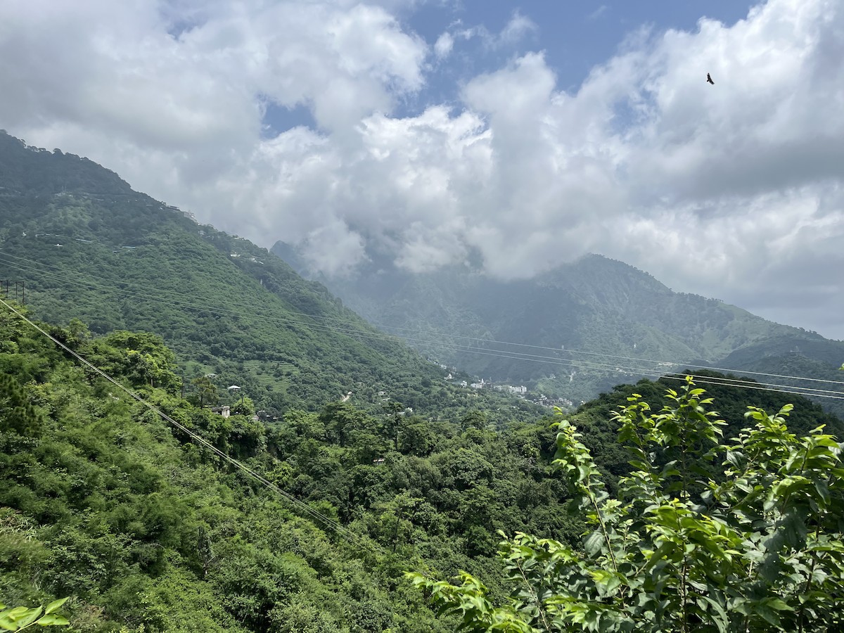 Buitre del Himalaya/Leonado - ML640509435