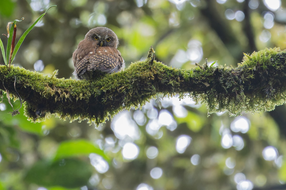 Sunda Owlet - ML640509465