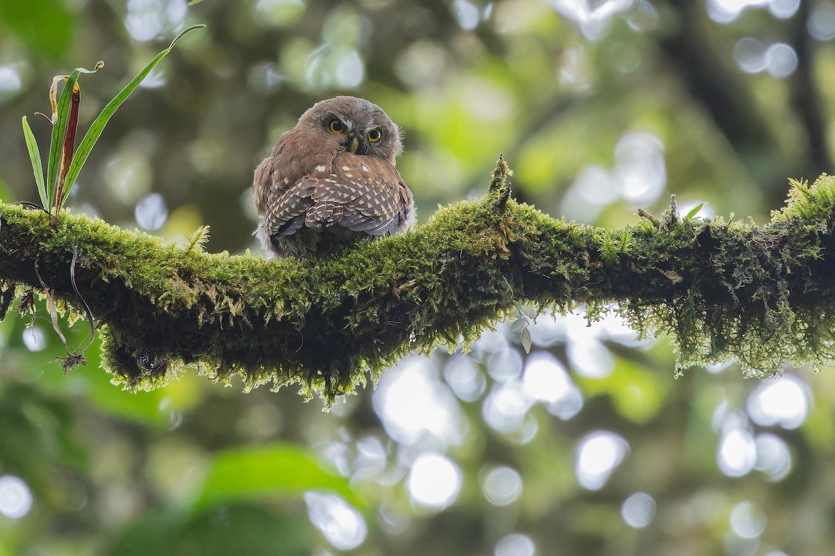 Sunda Owlet - ML640509466