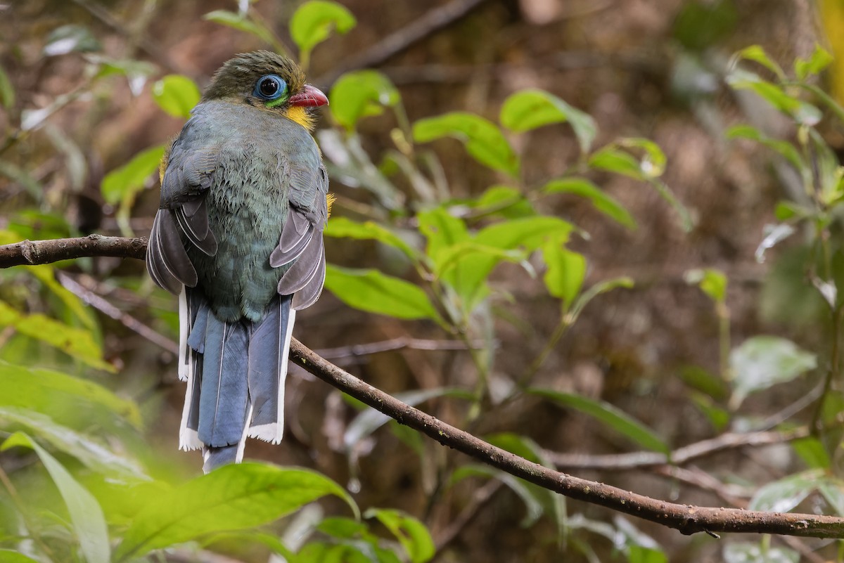Sumatran Trogon - ML640509470